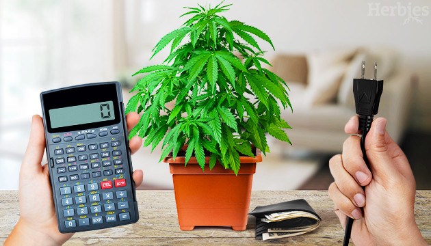 calculer les couts d electricite pour la culture de cannabis