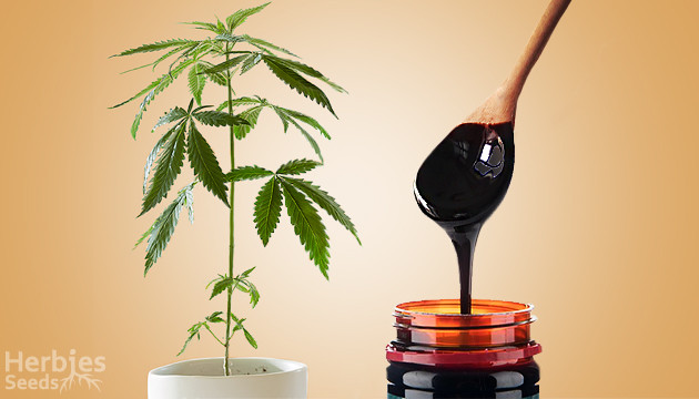 molasses for weed