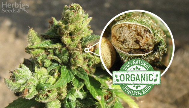 organic marijuana seeds