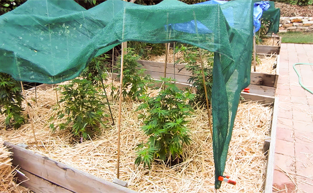 Cannabis growing in dry climate