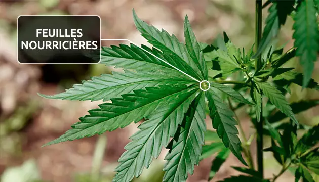 parties de la plante de marijuana