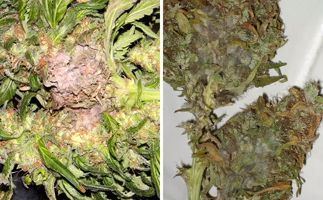 Maladies du cannabis