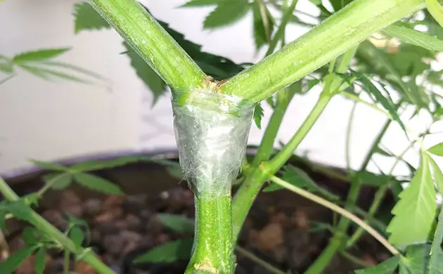cannabis mainlining pruning