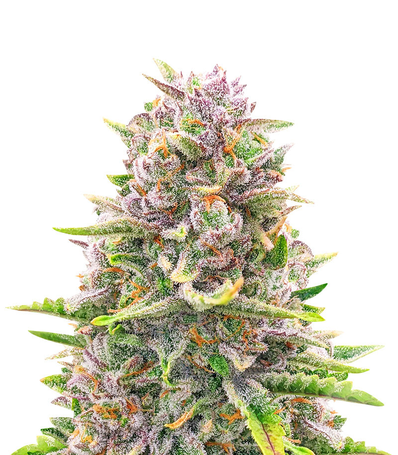Bruce Banner Auto (Herbies Seeds USA)