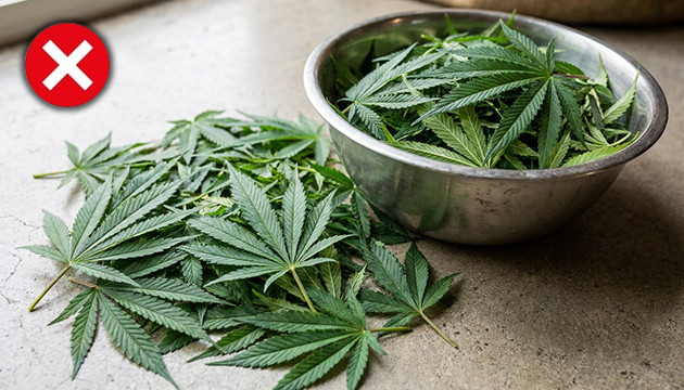 deleafing autoflowers