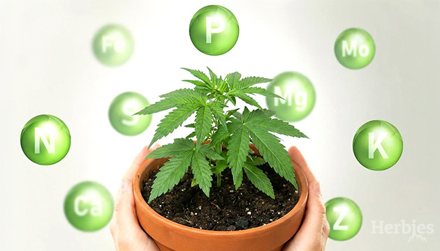 Tutto quello che devi sapere sui nutrienti della cannabis cannabis nutrients