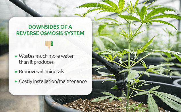 Disadvantages of RO Water for Weed