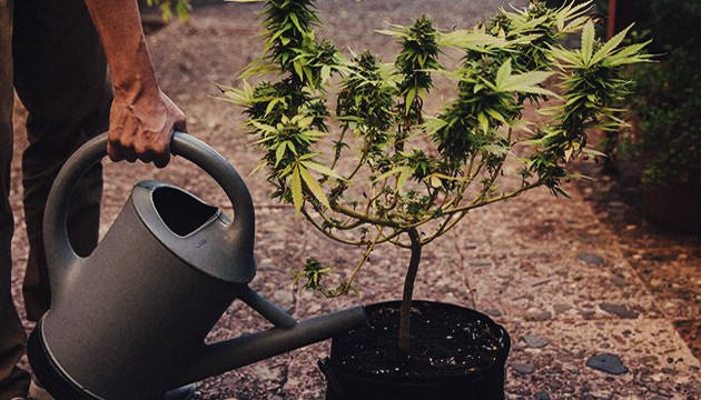 under watering cannabis