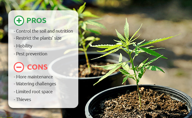 growing cannabis in pots for and againsts