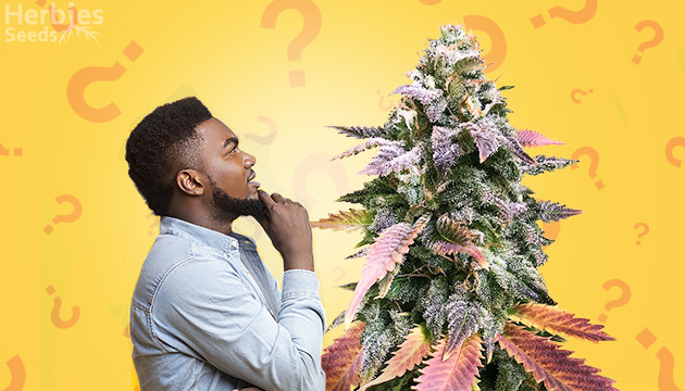 Do you have what it takes to guess each real strain correctly and get a perfect score? 