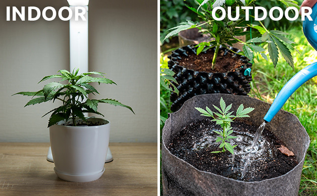 coltivazione cannabis