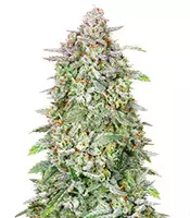 Forbidden Runtz Auto fem cannabis seeds for sale Forbidden Runtz Auto (Fast Buds)