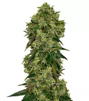 Glookies Seeds for Sale Glookies (Barney's Farm)