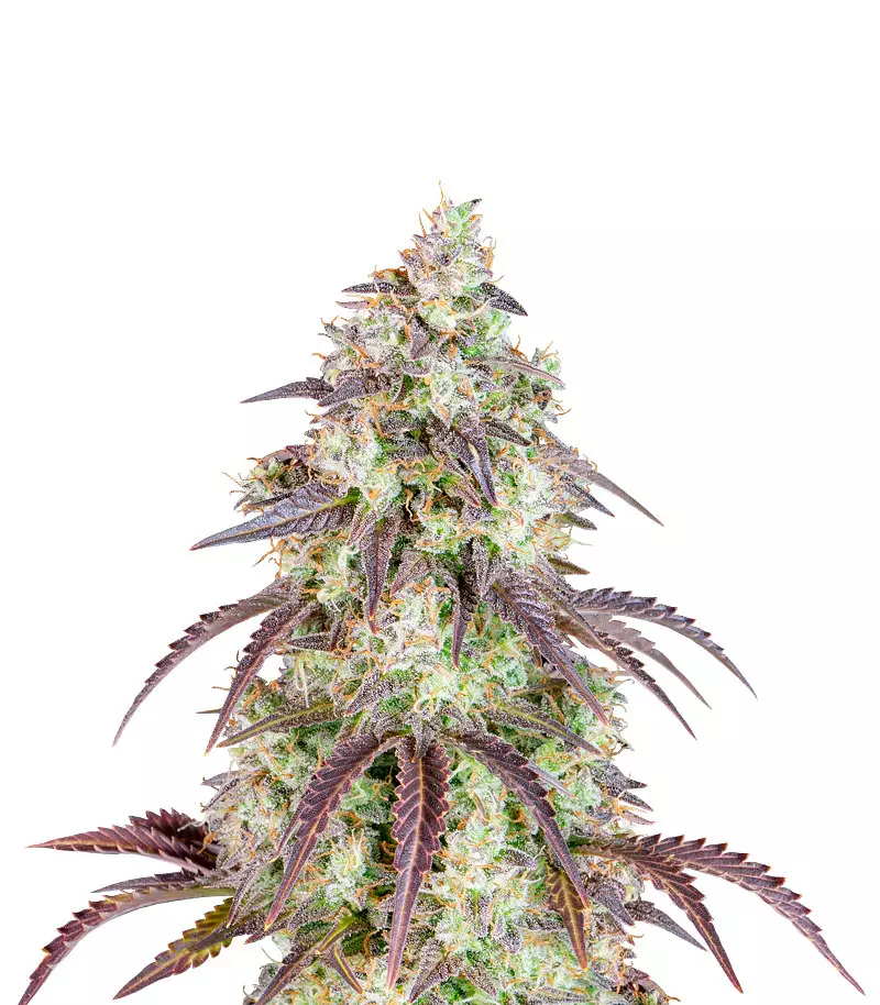 sementes de lemon pie auto