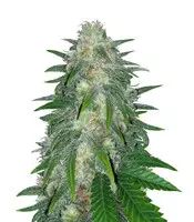 Super Critical Bud CBD feminized seeds for sale: information and reviews Super Critical Bud CBD (Garden of Green)