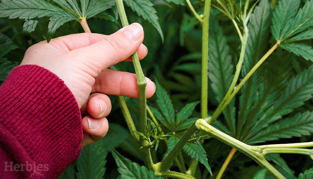 Super Cropping Cannabis: Pros and Cons super cropping cannabis