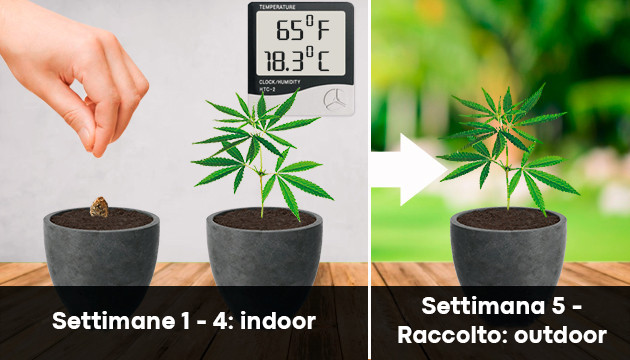 coltivare cannabis all'aperto in vaso