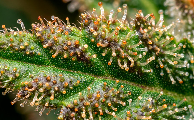 heat stress on cannabis plants