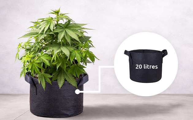 cultivez dans des pots plus grands avec des trous de drainage