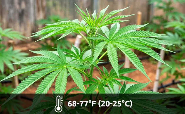 temperature for growing weed