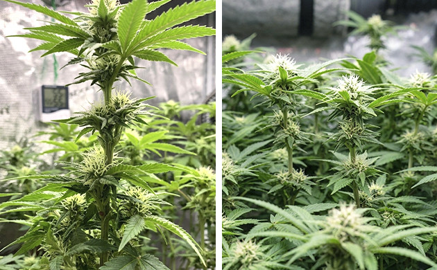 flowering marijuana plants