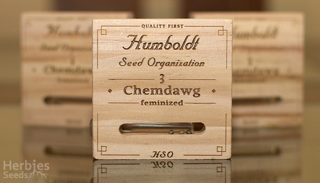 Cannabis seeds from Humboldt Seeds Humboldt Seeds cannabis seeds