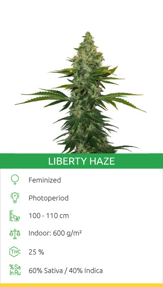 liberty haze 