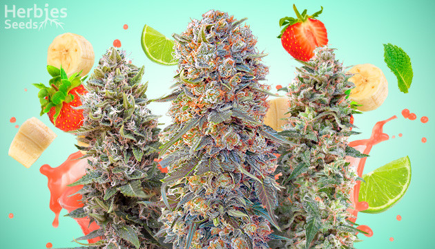 Top 10 des variétés de cannabis aux saveurs fruitées