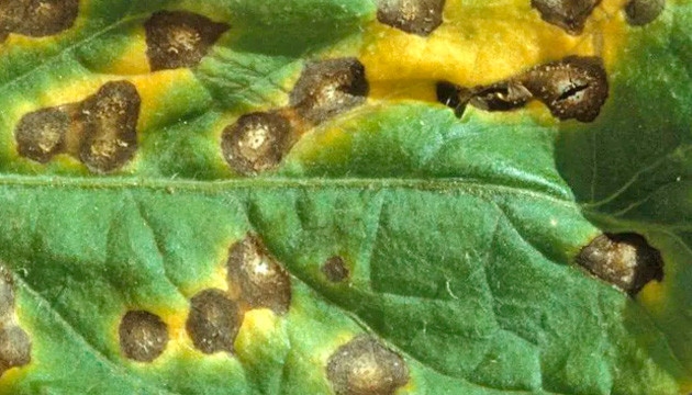 brown spots on cannabis leaves