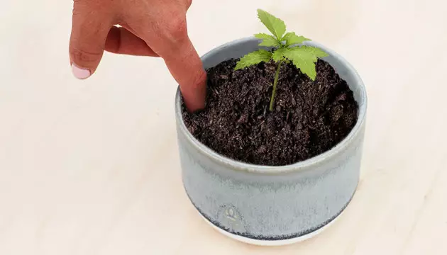 growing weed indoors step by step