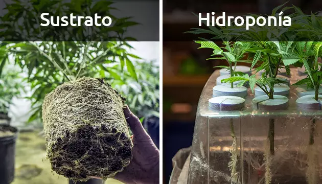 Cuántos gramos de hierba puedes sacar a una planta de marihuana