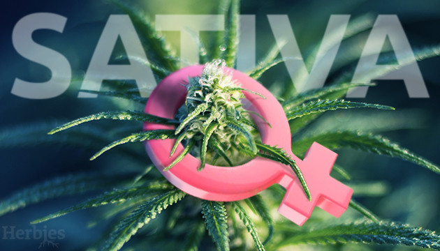 feminized sativa strains