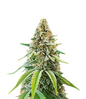 Ghost Train Haze x Pellezino (Herbies Seeds)