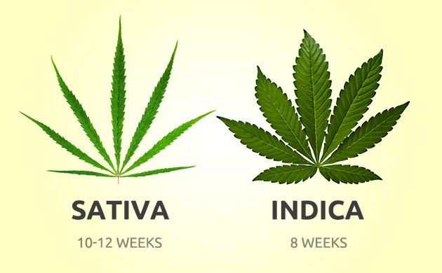 best quick-growing marijuana strains