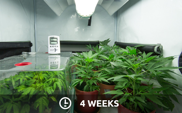 cannabis seedling light schedule