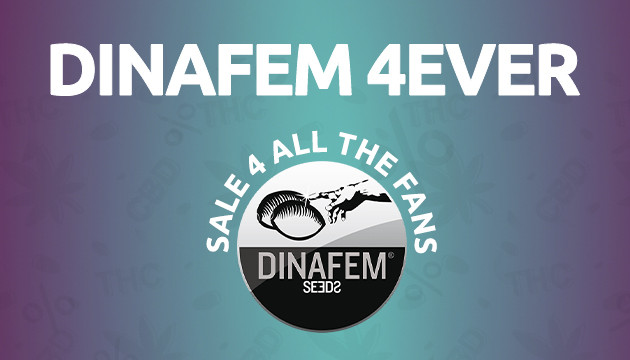 DINAFEM 4EVER: Up to 35% SALE on Dinafem Seeds