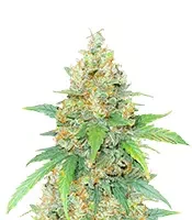 Chemdog Fast Version feminized seeds for sale Chemdog Fast Version (Seedkeepers)