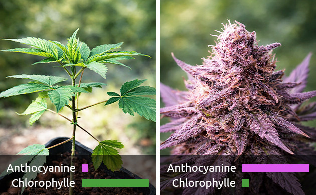 chlorophylle/anthocyanine