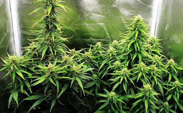 Grow Diary Grow diary hero
