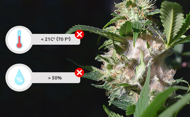 Botrytis And Cannabis – How To Prevent And Treat Bud Rot - Herbies Seeds UK