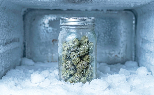 can you freeze weed