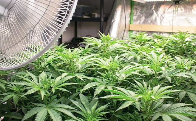 ideal temperature for cannabis