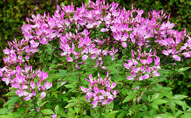 Cleome