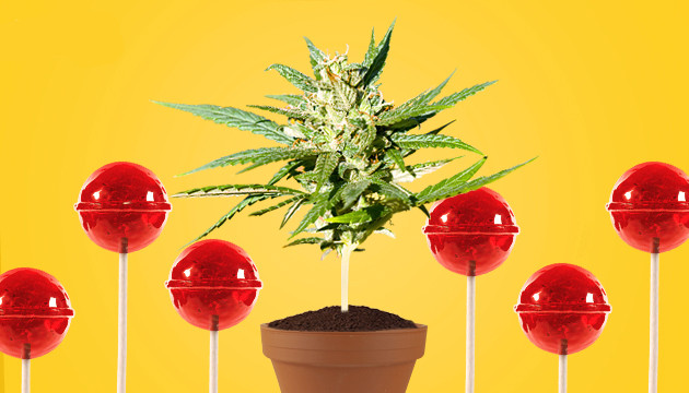 how to lollipop cannabis