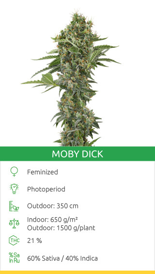 Moby Dick