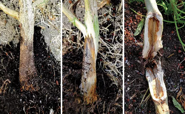 fusarium solani