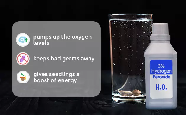 benefits of hydrogen peroxide for germinating seeds