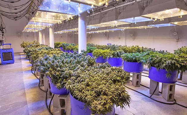 chambre de culture cannabis