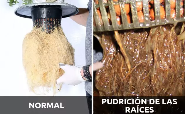 enfermedades de las raices de las plantas
