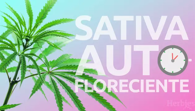 sativa autofloreciente